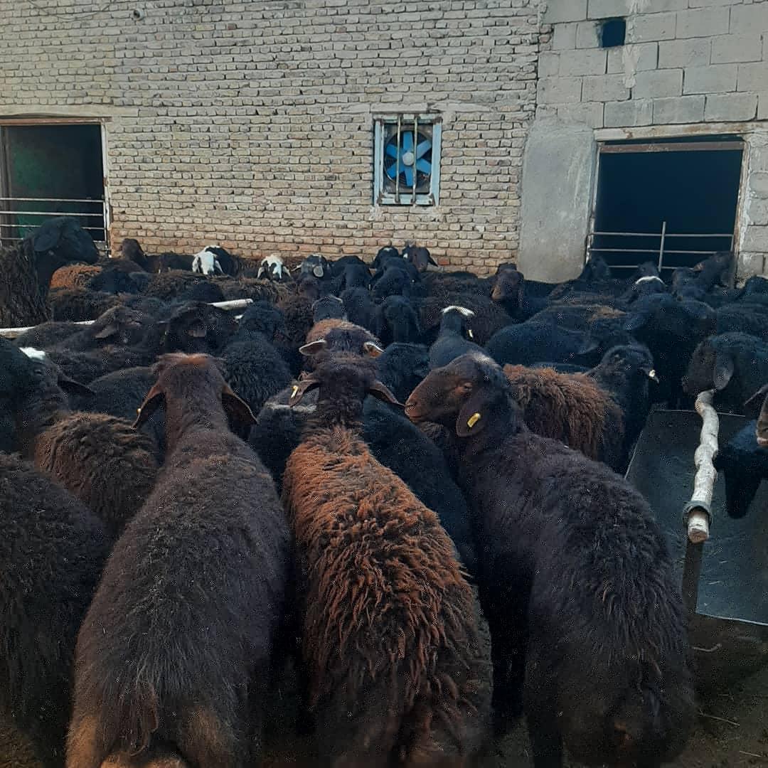 عکس دامداری محمد خوش خلق 