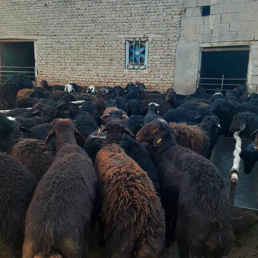 عکس دامداری محمد خوش خلق 