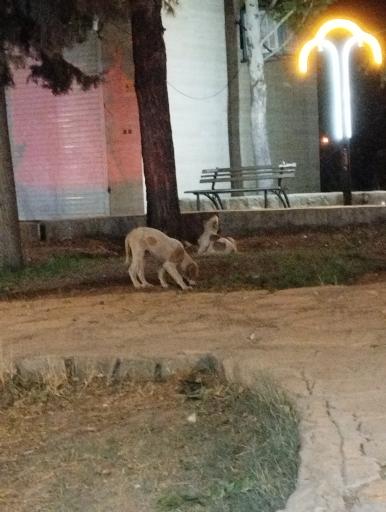 عکس پارک زائر