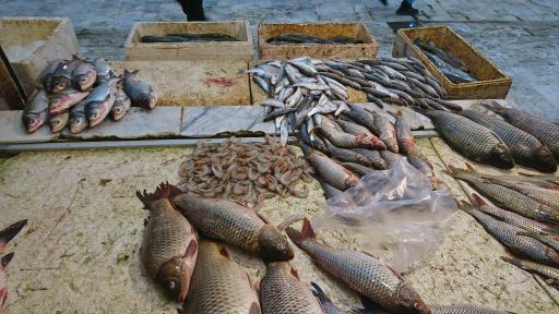 عکس بازار بزرگ مواد پروتئینی (بازار ماهی)