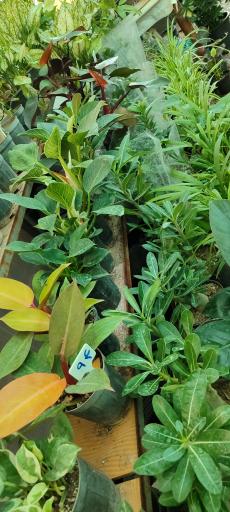 گلخانه آدنیس 