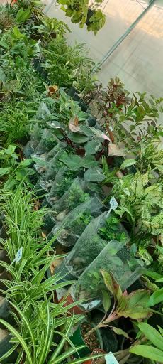 گلخانه آدنیس 