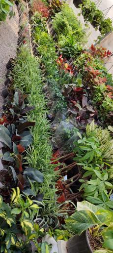 گلخانه آدنیس 