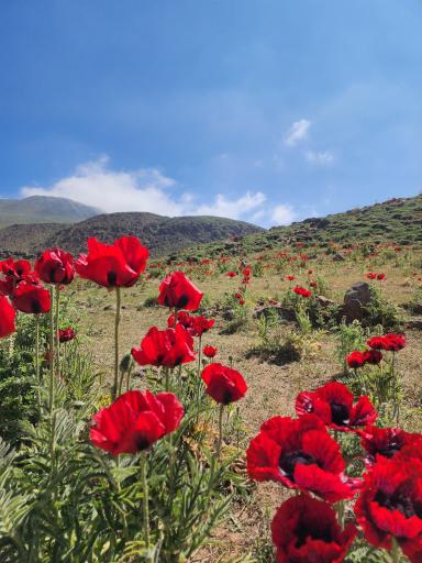 عکس دشت لار