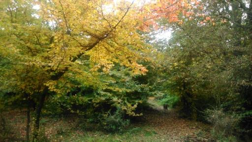 عکس انجیلی چال