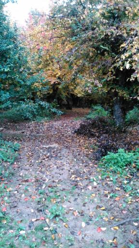 عکس انجیلی چال