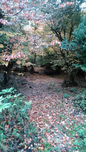 عکس انجیلی چال