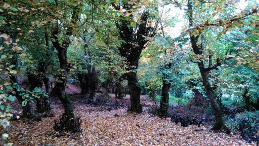 عکس انجیلی چال