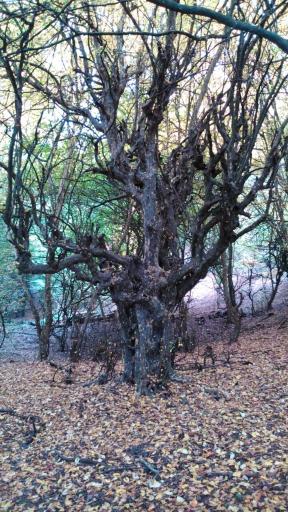 عکس انجیلی چال