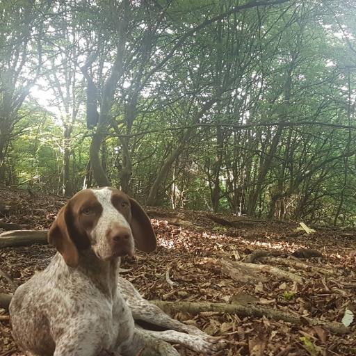 عکس انجیلی چال