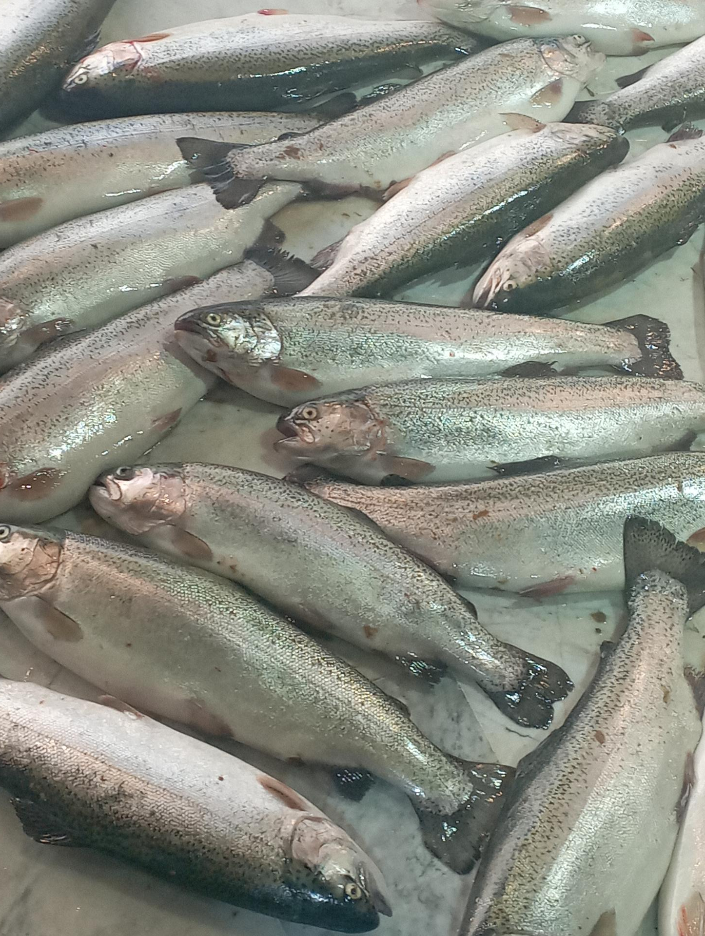 عکس ماهی فروشی حاج داود و پسران