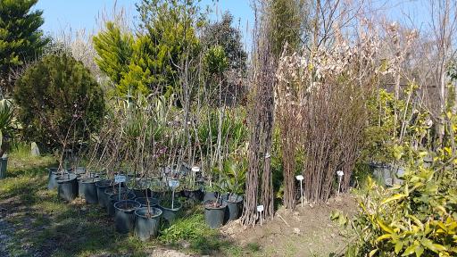 عکس تولیدی پالم و فونیکس قائم