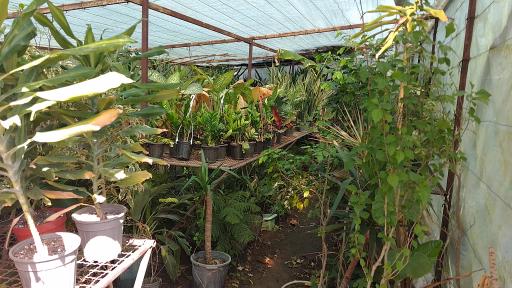 عکس تولیدی پالم و فونیکس قائم