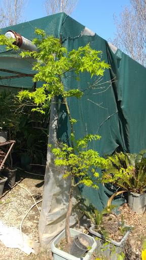 عکس تولیدی پالم و فونیکس قائم