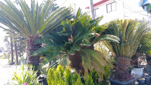 عکس تولیدی پالم و فونیکس قائم