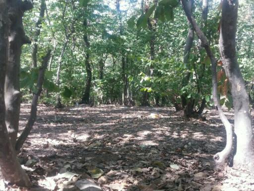 عکس انجیلی چال