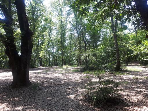 عکس انجیلی چال