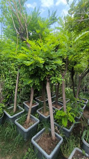 عکس نهالستان رحیمی