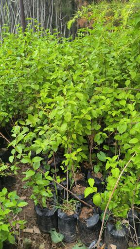 عکس نهالستان رحیمی