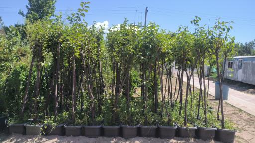 عکس نهالستان رحیمی