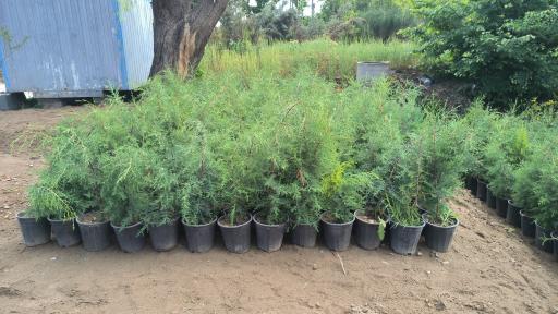 عکس نهالستان رحیمی