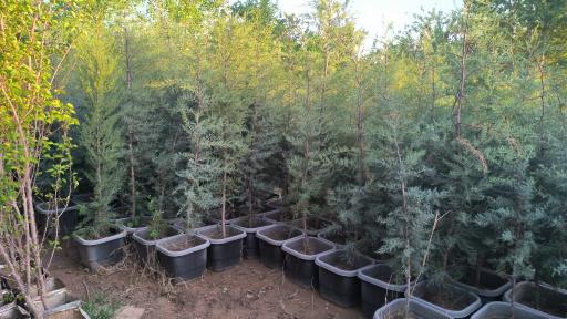 عکس نهالستان رحیمی