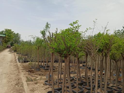 عکس نهالستان رحیمی