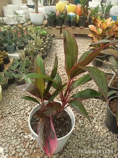 عکس گلسرای چی گل