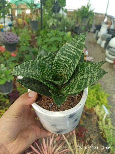 عکس گلسرای چی گل