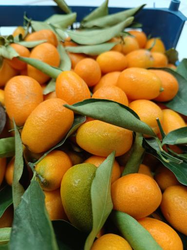 هایپر میوه و سبزی قونشو