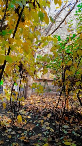 عکس باغ رستوران هما