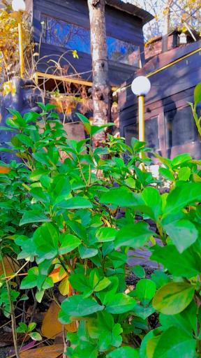 عکس باغ رستوران هما