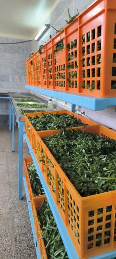 عکس سبزی فروشی حضرتی 