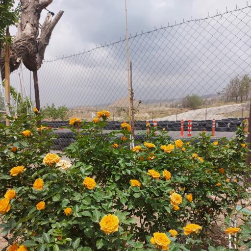 عکس مجتمع آموزش رانندگی ماشین و موتورسیکلت آهنگ پیشتاز