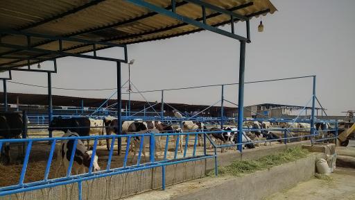 عکس گاوداری غلامی