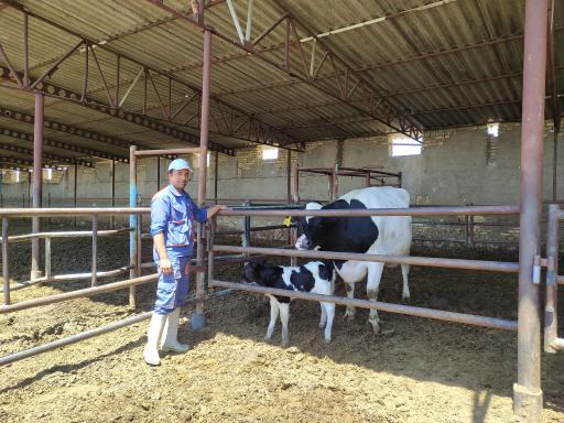 عکس گاوداری غلامی