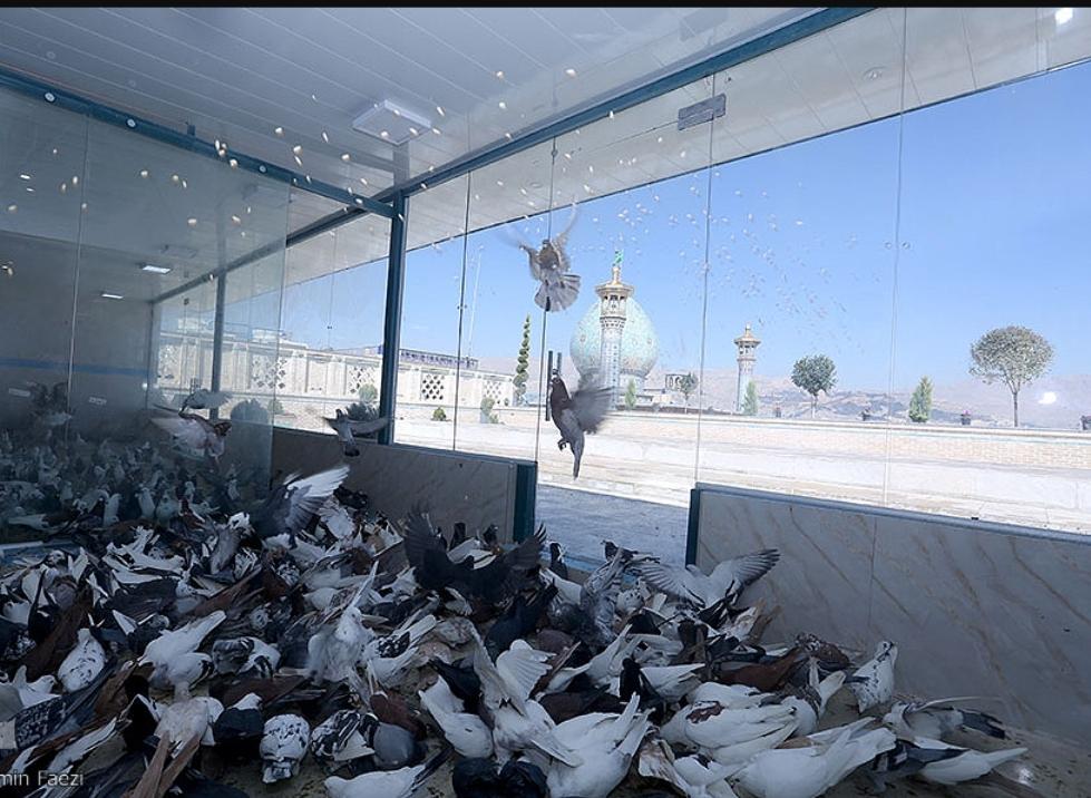 عکس کبوترخانه حرم شاهچراغ