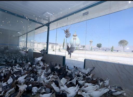 عکس کبوترخانه حرم شاهچراغ