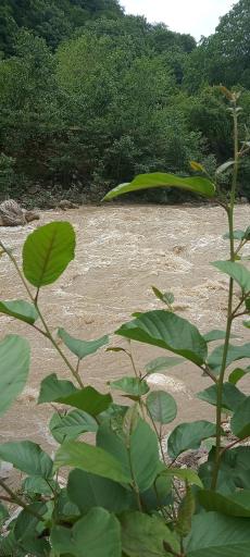 عکس منطقه جنگلی خیرود