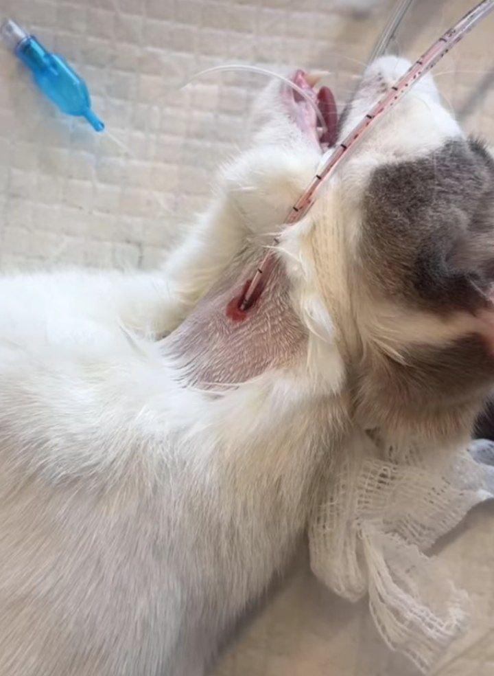 عکس کلینیک دامپزشکی دکتر کاکاوند