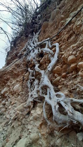 عکس منطقه جنگلی خیرود