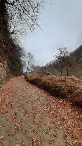 عکس منطقه جنگلی خیرود