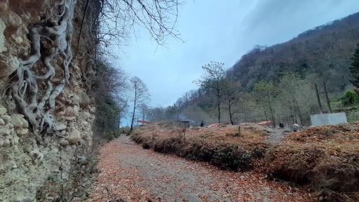 عکس منطقه جنگلی خیرود