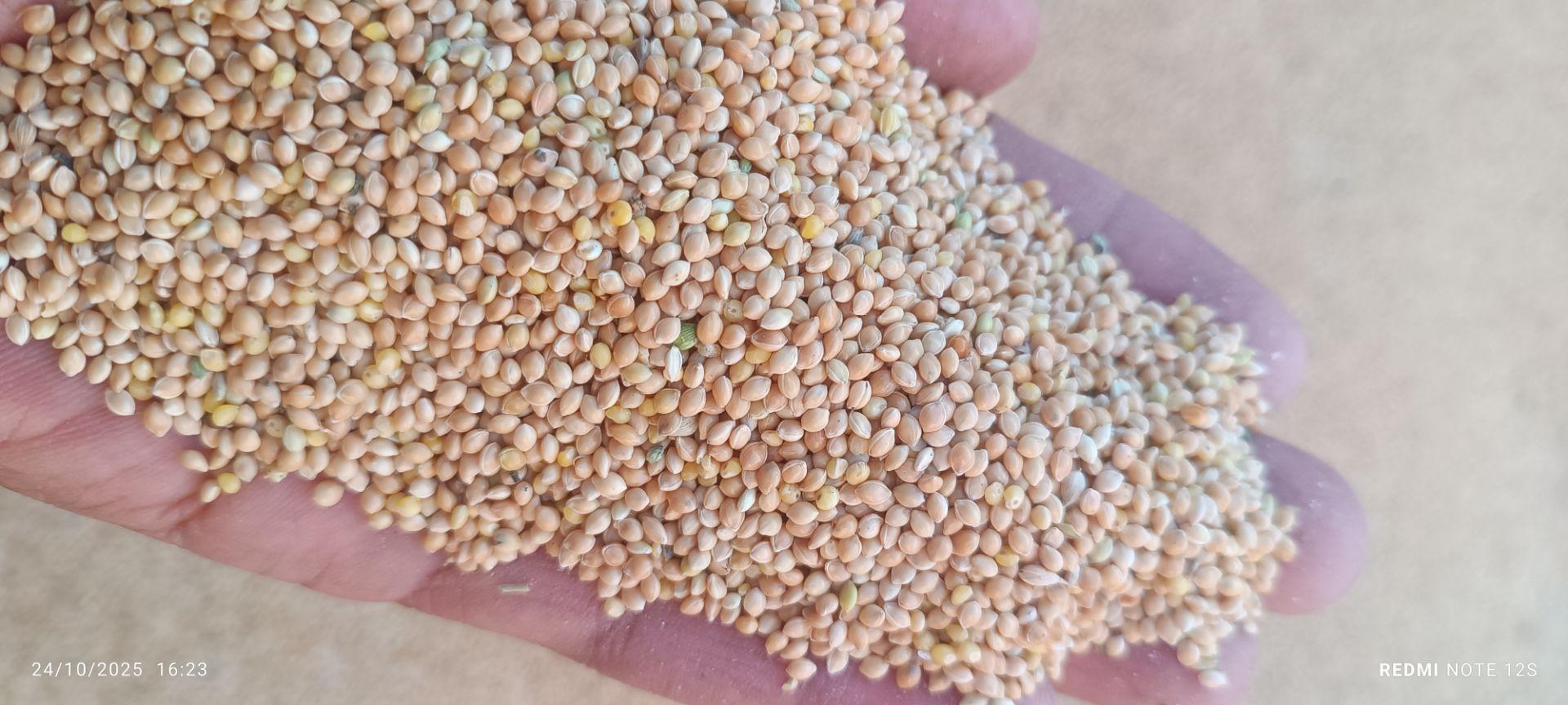 عکس آساک دانه کیان