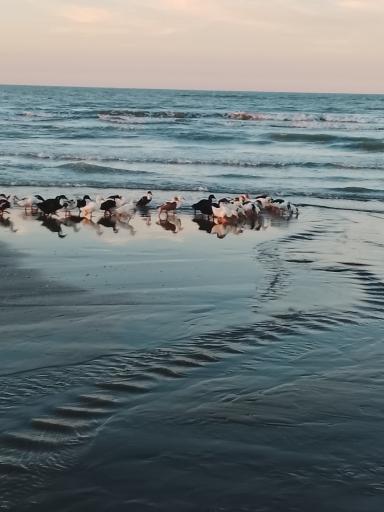 عکس فریدونکنار