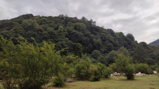 عکس منطقه جنگلی خیرود