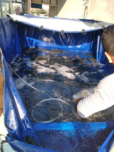 عکس ماهی فروشی دریا (عرضه زنده)