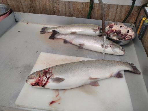 عکس ماهی فروشی دریا (عرضه زنده)