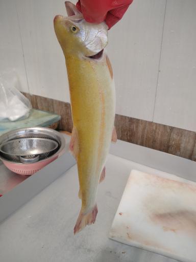 عکس ماهی فروشی دریا (عرضه زنده)