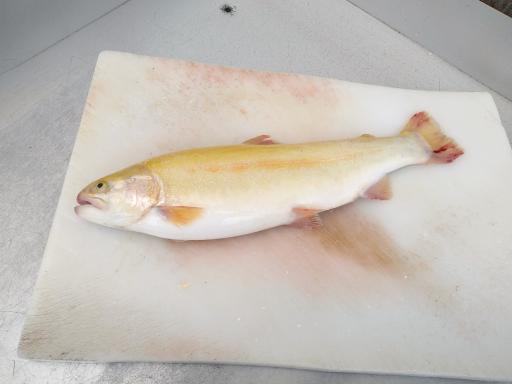 عکس ماهی فروشی دریا (عرضه زنده)